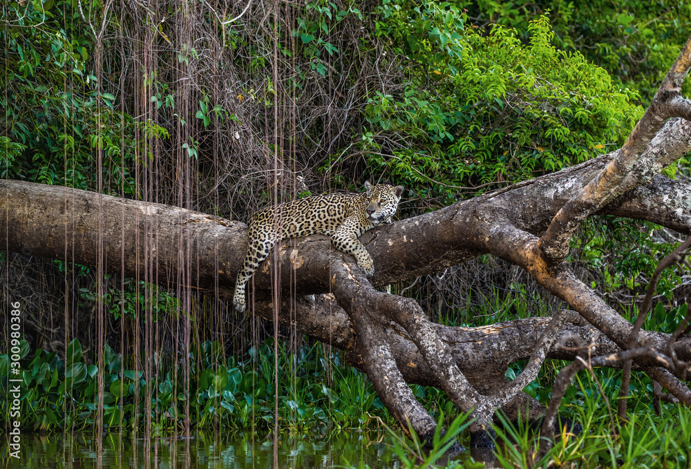 Jaguar lies on a picturesque tree above the water in the middle of the jungle. South America. Brazil. Pantanal National Park. Jaguar lies on a picturesque tree above the water in the middle of the jungle. South America. Brazil. Pantanal National Park.