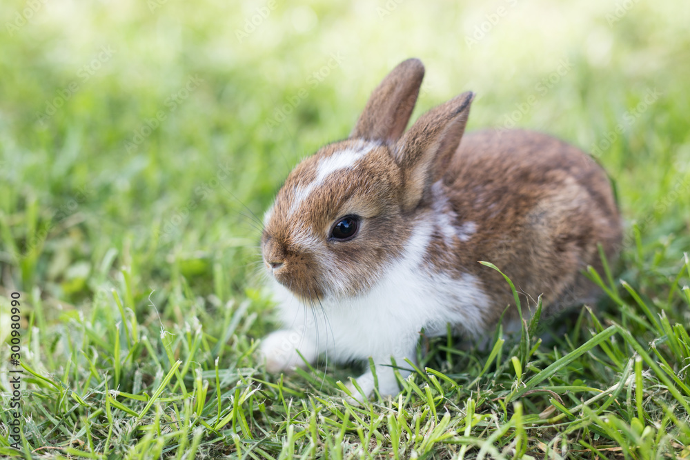 Funny little rabbit laying in the grass Funny little rabbit laying in the grass