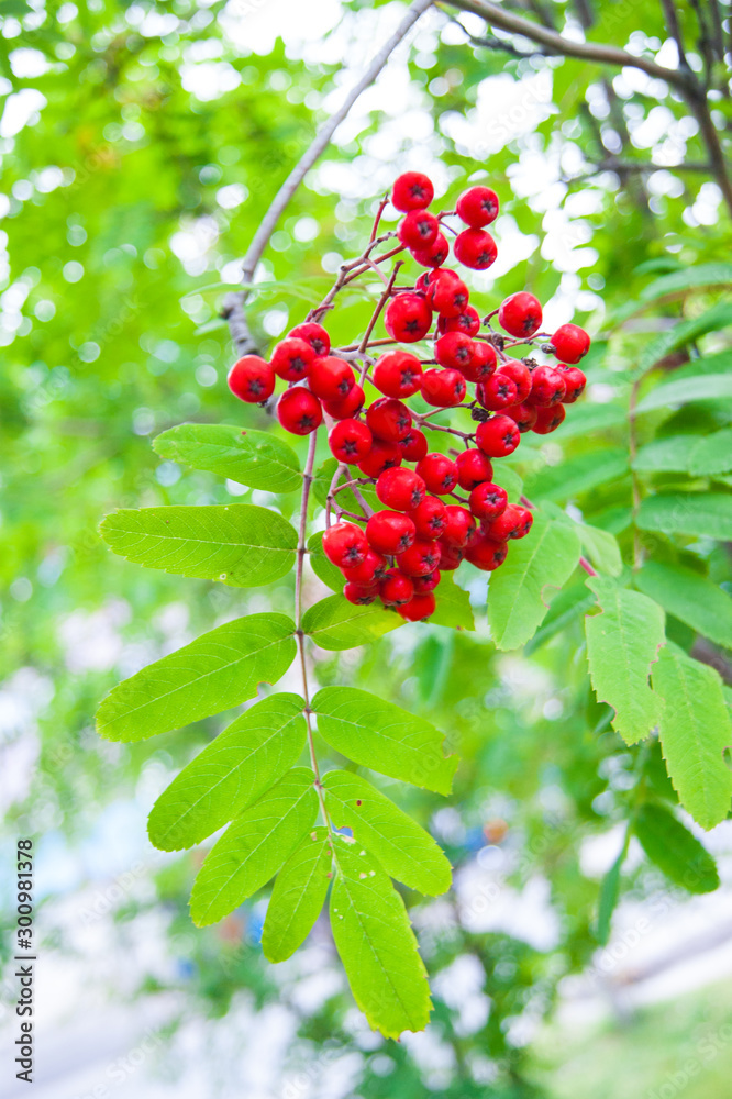 The end of summer or the beginning of autumn - leaves and grass are still green; bright red rowan berries stand out against their background