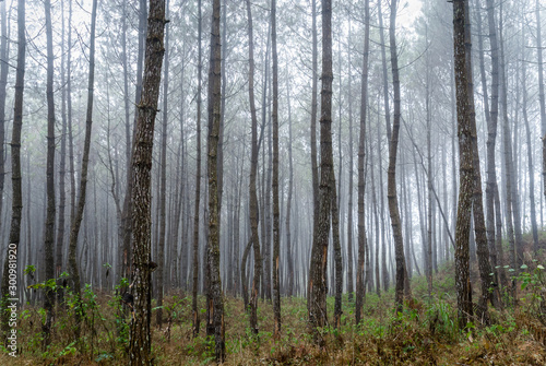 misty morning on foggy pine forest