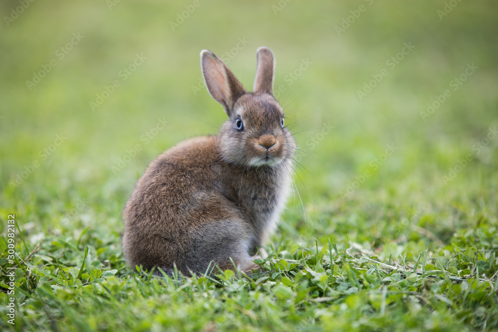 Fototapeta premium Funny little rabbit laying in the grass