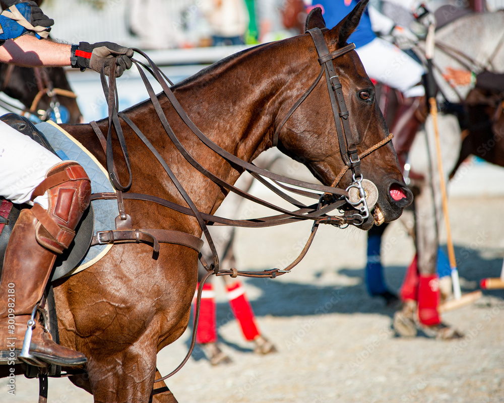 Obraz premium rider on a horse during polo games detail