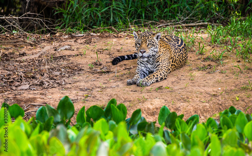Jaguar lies on the ground among the jungle. Close-up. South America. Brazil. Pantanal National Park.