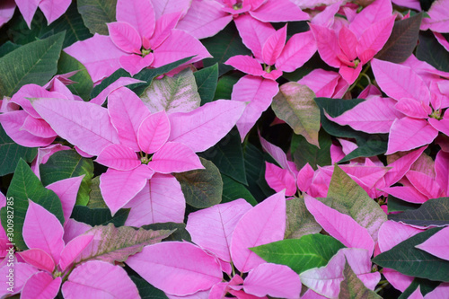 Bright pink poinsettia flowers  otherwise called Christmas star  with dark green leaves. In large quantity as pink background