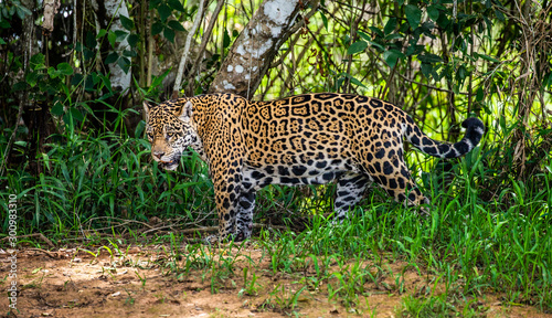 Jaguar among the jungle. Close-up. South America. Brazil. Pantanal National Park.