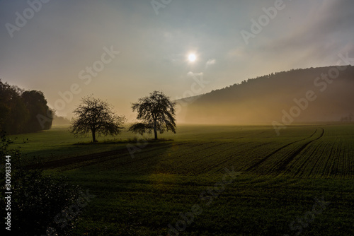 Two trees on a field in the morning
