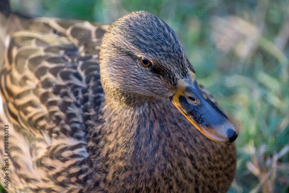 Birds and animals in wildlife. Amazing mallard duck swims in lake or river with blue water under sunlight landscape. Closeup perspective of funny duck. Birds and animals in wildlife. Amazing mallard duck swims in lake or river with blue water under sunlight landscape. Closeup perspective of funny duck.