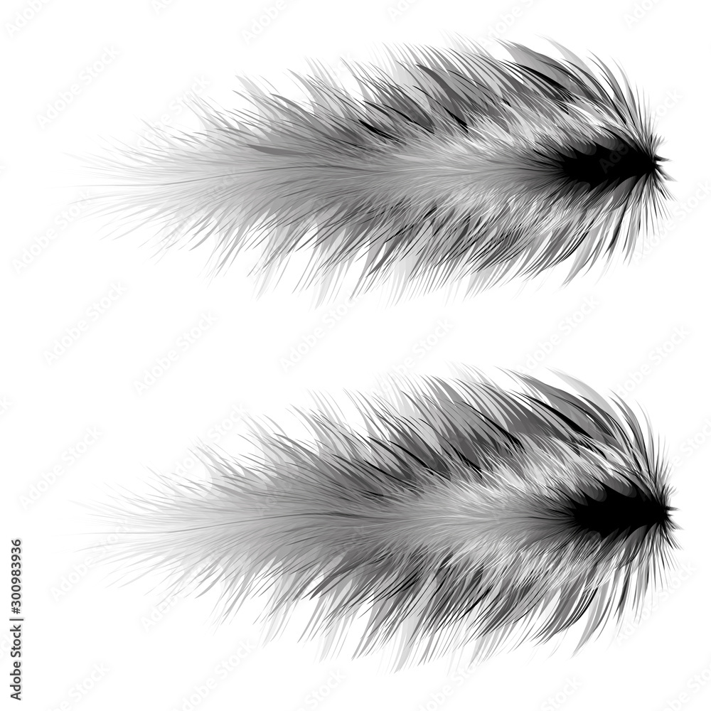 Obraz premium realistic feather art brush elements