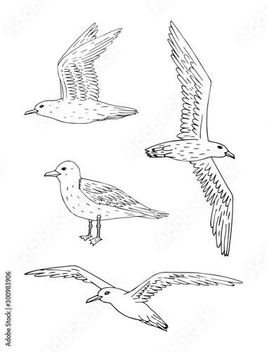 Vector set bundle of hand drawn doodle sketch sea gull isolated on white background