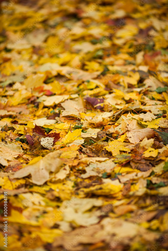fallen colorful leaves on the ground autumn day fallen colorful leaves on the ground autumn day