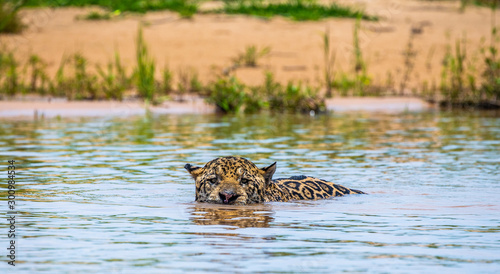 Fotografia Jaguar is swimming on the river
