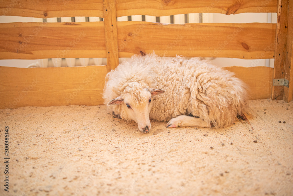 Fluffy sheep in a wooden corral. Photographed close-up.