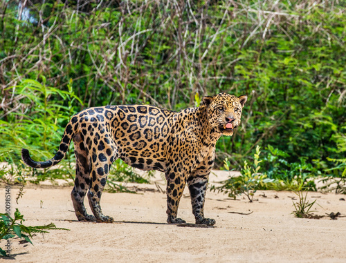 Jaguar stands on the sand against the backdrop of a picturesque landscape. South America. Brazil. Pantanal National Park.