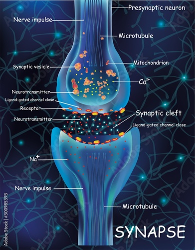 Anatomy synapse cells. Transmission signal of impulse in a living organism. Signaling in the brain. Synapse connections in the brain form thoughts, concept learning. Structure synapse for educational