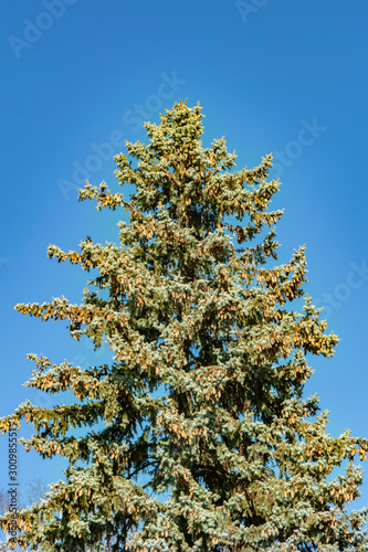 Spruce (Picea abies) with extremely many cones against a blue sky.