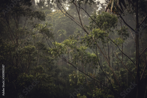 Fototapeta Naklejka Na Ścianę i Meble -  Rain forest tropical scenery during tropical rain in dark jungle