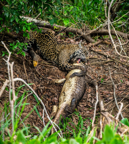Jaguar caught the caiman and drags it ashore deep into the forest. South America. Brazil. Pantanal National Park.