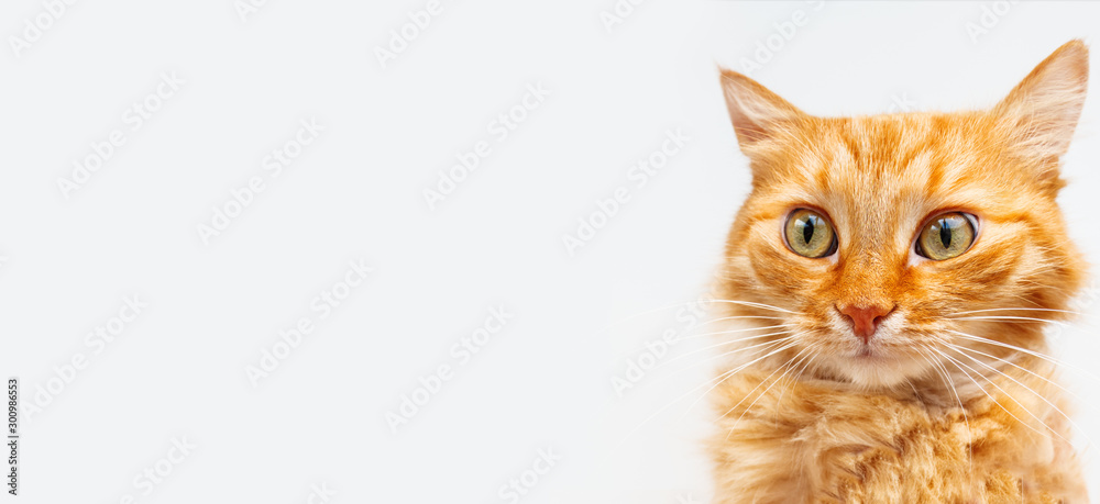 Naklejka premium Banner with cute ginger cat. Fluffy pet on white background. Domestic animal with funny curious expression on furry face.