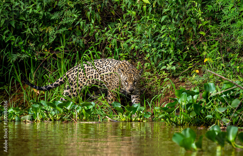 Jaguar walks along the grass along the river bank. South America. Brazil. Pantanal National Park.