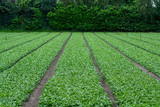Food background with growing green baby spinach leaves on field