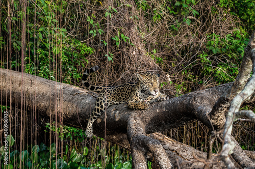 Jaguar lies on a picturesque tree in the middle of the jungle. South America. Brazil. Pantanal National Park.