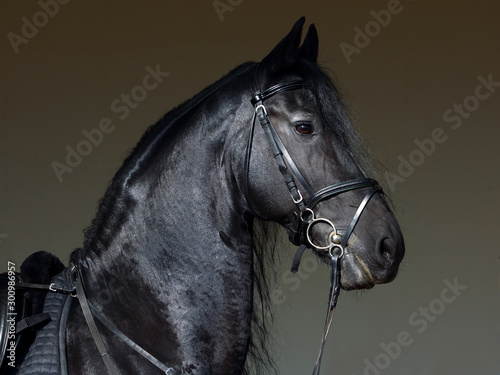Black friesian horse portrait against dark stable barn  © horsemen
