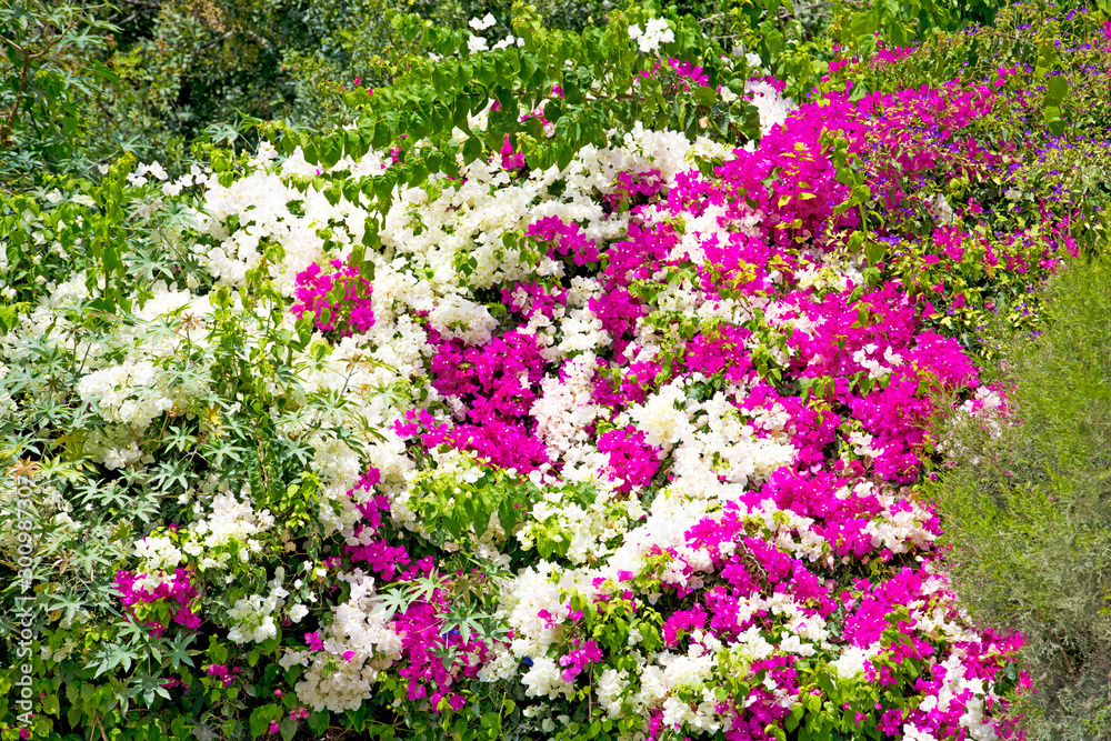 Beautiful Cyprus flowers