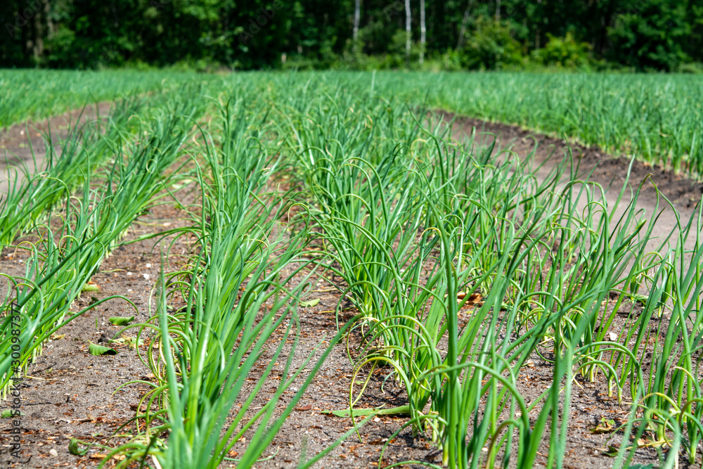 Fototapeta premium Green onion growing on farm field in Netherlands, Europe