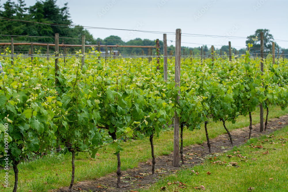 Rows on white wine grape plants on Dutch vineyard in North Brabant