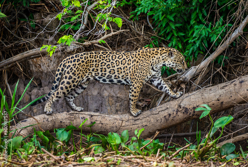 Tablou canvas Jaguar stands on a tree above the river in the jungle