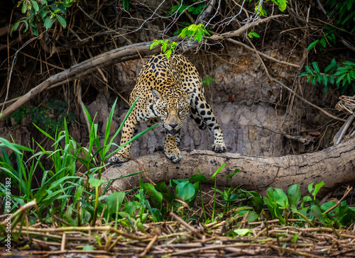 Jaguar stands on a tree above the river in the jungle. South America. Brazil. Pantanal National Park.