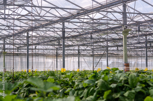 Fotografija Agriculture in Netherlands, greenhouse interior and growing plants
