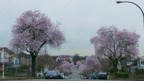 Cherry blossoms trees in urban location on a grey cold day