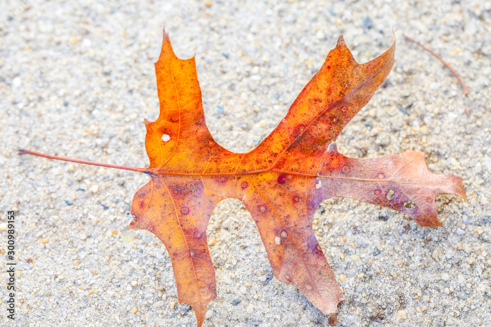 Colorful autumn leaves - Image