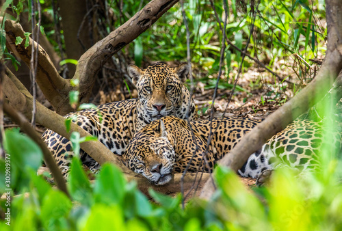 Two jaguars lie in the bushes in the jungle. A rare moment. South America. Brazil. Pantanal National Park.
