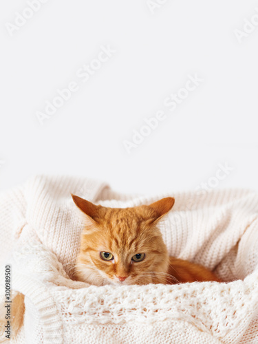 Cute ginger cat in box with knitted sweaters. Curious fluffy pet with warm beige clothes. Cozy home.