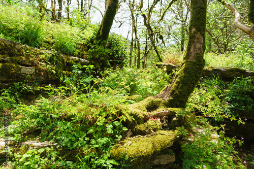 Green moss and flowering geraniums on the rocks at the foot of the trees © garmashevanatali