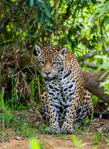 Jaguar among the jungle. Close-up. South America. Brazil. Pantanal National Park.