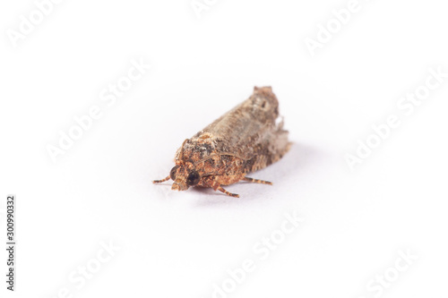 False codling moth, Thaumatotibia leucotreta photo