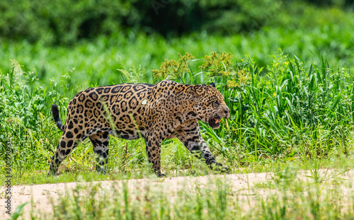 Jaguar is walking along the sand against the backdrop of beautiful nature. South America. Brazil. Pantanal National Park.