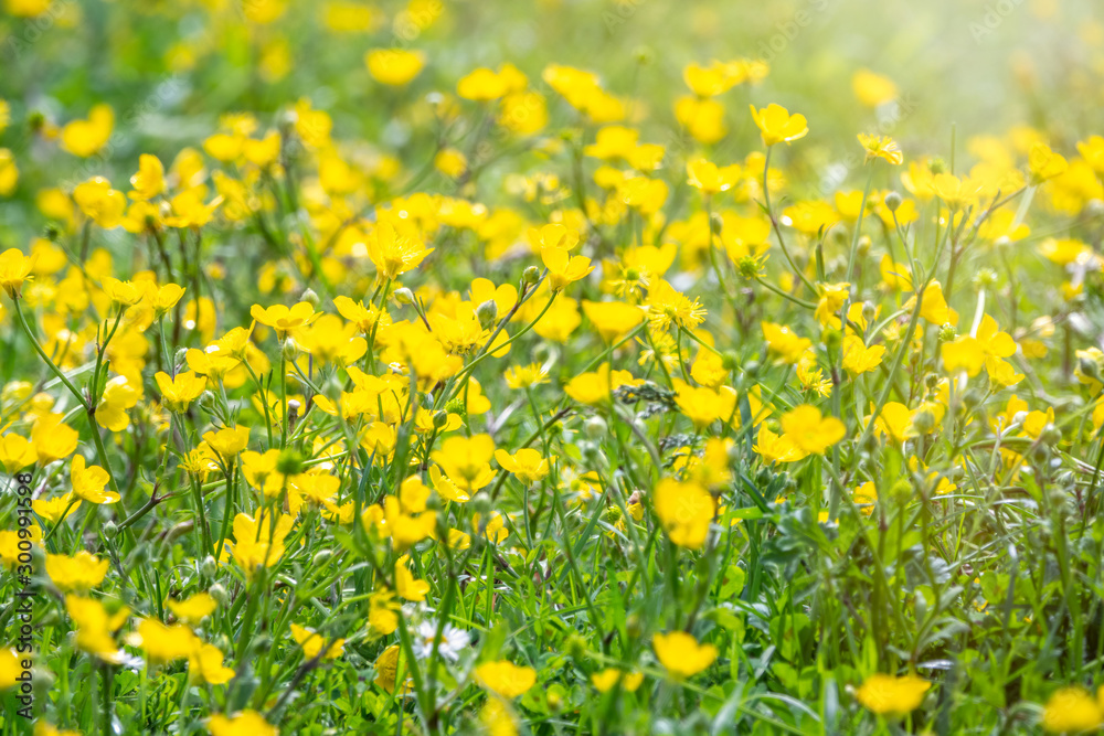 Green meadow with yellow wildflowers in the sunshine