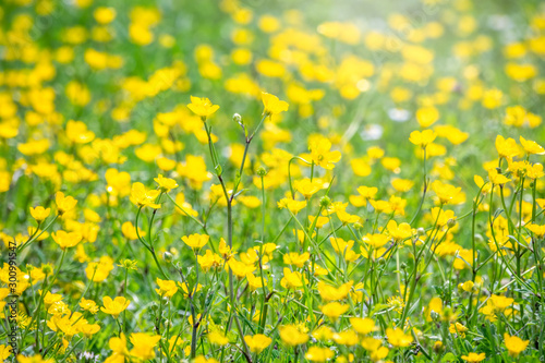 Green meadow with yellow wildflowers in the sunshine