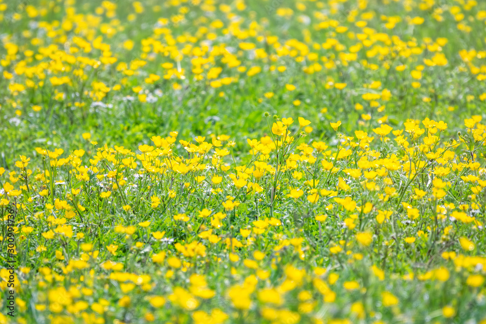 Green meadow with yellow wildflowers in the sunshine