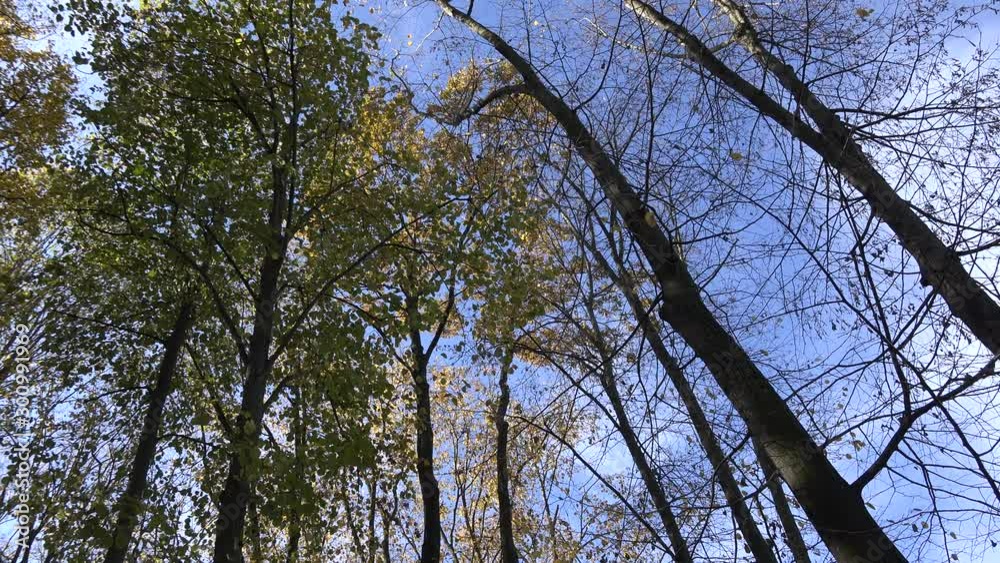 4k video of beautiful autumn or fall forest with trees leafs and branches. Nature outdoor environment 4k video of beautiful autumn or fall forest with trees leafs and branches. Nature outdoor environment