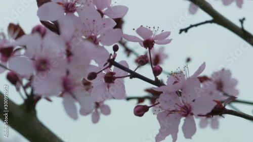 Close up of cherry blossoms flowers on a grey cold day