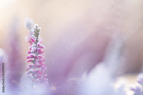Fototapeta Naklejka Na Ścianę i Meble -  Common heather, Calluna vulgaris, flowers covered with ice crystals
