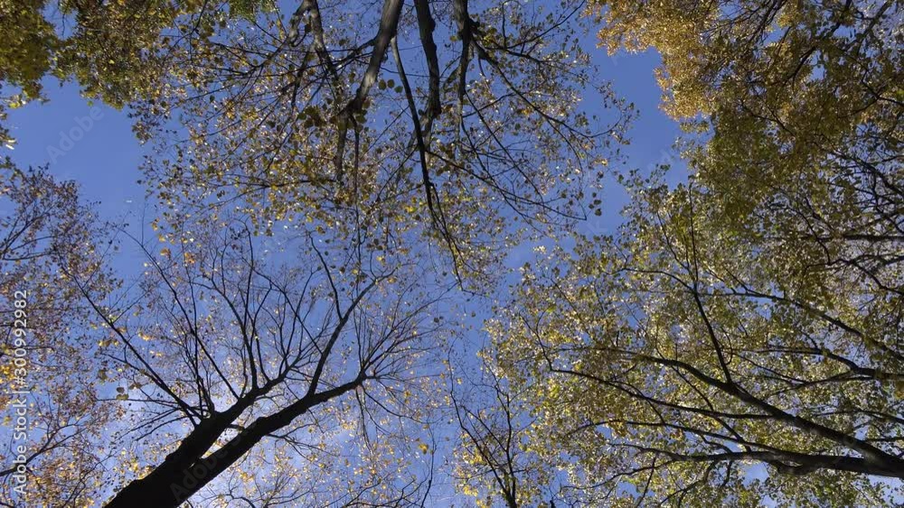 4k video of beautiful autumn or fall forest with trees leafs and branches. Nature outdoor environment 4k video of beautiful autumn or fall forest with trees leafs and branches. Nature outdoor environment