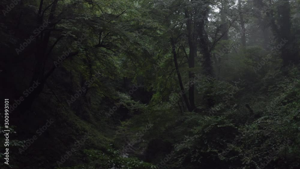 Mistery green forest and flowing river while summer rain. Drone view beautiful woodland at rainy day. Amaing forest in misty haze in overcast weather. Aerial forward view Mistery green forest and flowing river while summer rain. Drone view beautiful woodland at rainy day. Amaing forest in misty haze in overcast weather. Aerial forward view