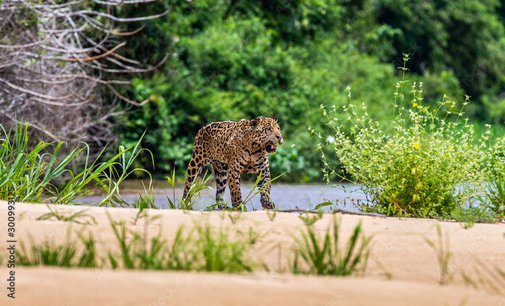 Jaguar is walking along the sand against the backdrop of beautiful nature. South America. Brazil. Pantanal National Park. Jaguar is walking along the sand against the backdrop of beautiful nature. South America. Brazil. Pantanal National Park.