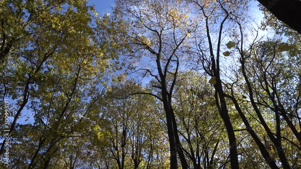 4k video of beautiful autumn or fall forest with trees leafs and branches. Nature outdoor environment 4k video of beautiful autumn or fall forest with trees leafs and branches. Nature outdoor environment